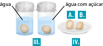 Ilustração de dois frascos transparentes indicados por 3, ambos contêm líquido transparente, e um ovo marrom e estão tampados com material cinza. O frasco da esquerda está indicado que o líquido é água e no da direita é água com açúcar. Ao lado há um prato indicado por 4 com dois ovos marrons. O ovo da esquerda está indicado pela letra A, e o da direita está indicado pela letra B.