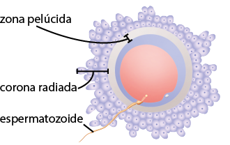 Ilustração da estrutura do ovócito e o espermatozoide. No interior do ovócito há uma figura redonda rosa e em torno dela há um círculo cinza indicado como zona pelúcida, e na camada mais externa está a corona radiada que é uma camada de altura irregular formada por diversas bolinhas agrupadas. O espermatozoide tem estrutura com cabeça em uma extremidade e uma cauda na outra, e está atravessando a corona radiada e zona pelúcida.