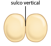 Ilustração de duas estruturas arredondadas e grudadas lado a lado. A região grudada é indicada como sulco vertical.