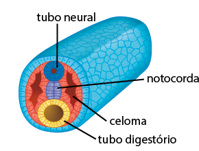 Ilustração de um tubo em corte. Na parte frontal, dentro da ectoderme há um tubo neural, localizada na parte de cima; há a notocorda, duas camadas grudadas entre si e abaixo do tubo neural; há o tubo digestório, localizada abaixo da notocorda. E nas laterais há o celoma.