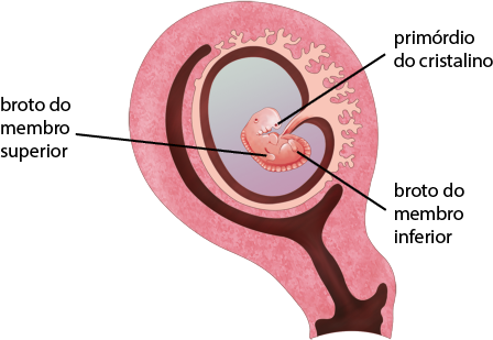 Ilustração de um embrião dentro do útero. O embrião contém: primórdio do cristalino, parte superior semelhante a cabeça; broto do membro superior, localizada aproximadamente no meio do embrião; broto do membro inferior é a parte mais à direita do embrião. Esses brotos são estruturas pequenas e um pouco arredondadas.