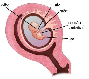 Ilustração de um do embrião dentro do útero. O embrião contém: olhos; nariz; mãos; pés e está conectado ao útero pelo cordão umbilical.