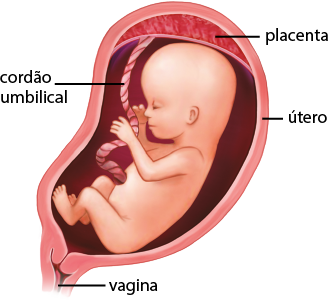 Ilustração do feto dentro do útero. Na parte de cima do útero está a placenta, que é uma camada grudada e nela está conectada o cordão umbilical que também está conectado ao abdome do feto. Na parte abaixo do útero está a parte da vagina. O feto está com os membros finos e pequenos e a cabeça está um pouco maior proporcionalmente em relação ao corpo.