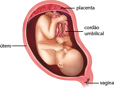 Ilustração do feto dentro do útero. Na parte de cima do útero está a placenta, que é uma camada grudada e nela está conectada o cordão umbilical que também está próximo do feto. Na parte abaixo do útero está a vagina. O feto está de ponta cabeça, com a cabeça bem próximo da vagina e os membros e a cabeça estão mais proporcionais entre si.