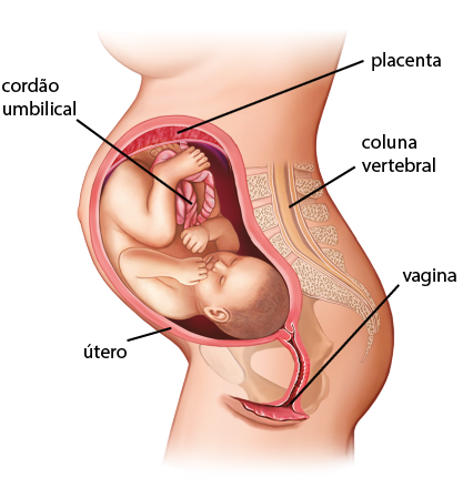 Ilustração parte da silhueta de mulher com destaque no feto dentro do útero e a coluna vertebral. É indicado: a placenta, na parte superior do útero; cordão umbilical, bem próximo do feto; e está indicado a vagina. A coluna vertebral está ao lado do útero e tem formato curvo, alinhado com o contorno do útero.