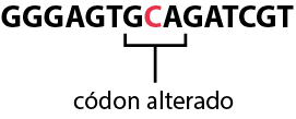 Esquema de letras em sequência na horizontal. A sequência inicia da esquerda para direita com: G G G A G T G C A G A T C G T. Há um destaque para a sequência G C A, nomeada códon alterado, com a letra C em cor vermelha.