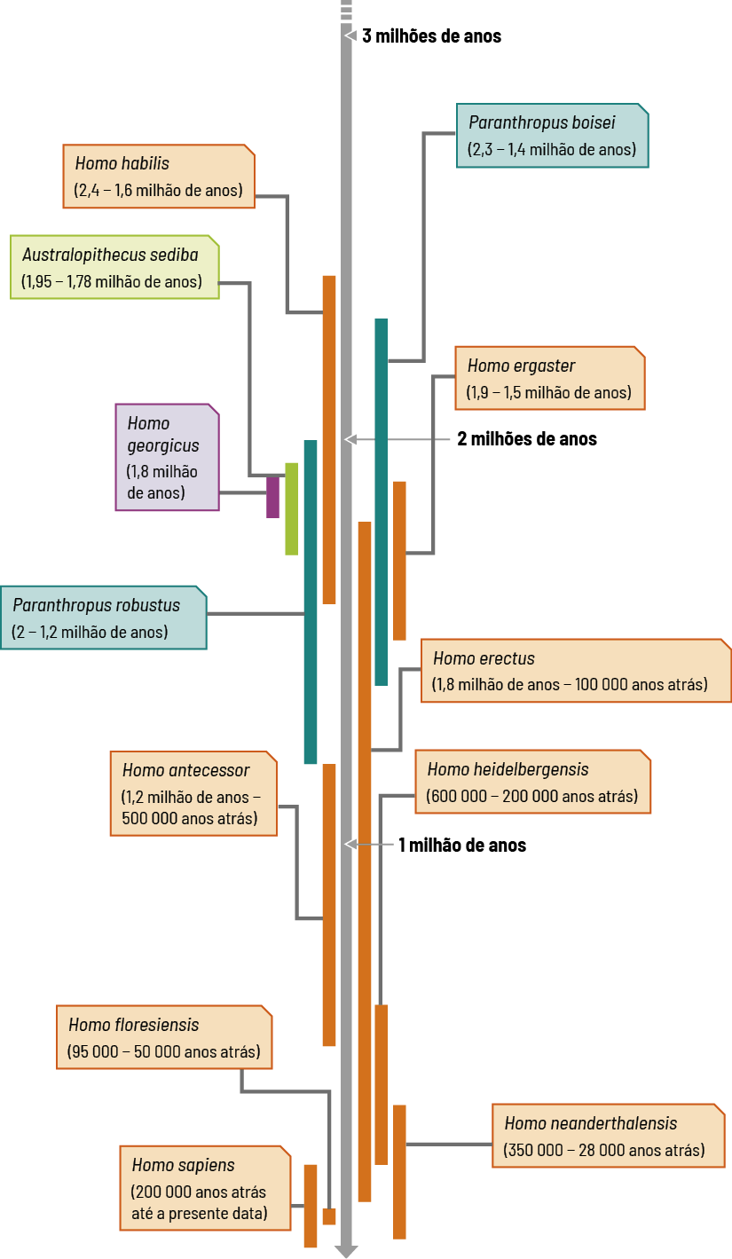 Ilustração de uma linha do tempo em formato de seta na vertical e paralela a ela há barras de diferentes cores e tamanhos indicando as espécies de hominíneos e o período de existência. Das barras partem quadros informativos para as laterais com os nomes das espécies. Iniciando da parte superior, entre 3 e 2 milhões de anos estão indicados: Homo habilis (2,4 a 1,6 milhão de anos); e iniciando um pouco antes de 2 milhões de anos e passando por esse período, está indicado Paranthropus boisei (2,3 a 1,4 milhão de anos). Após, entre 2 milhões e 1 milhão de anos, está indicado Paranthropus robustus (2 a 1,2 milhão de anos), um pouco depois de 2 milhões de anos, uma barra referente a Australopithecus sediba (1,95 a 1,78 milhão de anos) e uma barra indicando a espécie Homo georgicus (1,8 milhão de anos). Entre 2 e 1 milhão de anos, está indicado Homo ergaster (1,9 a 1,5 milhão de anos) e entre 2 milhões até quase o final da seta, a espécie Homo erectus (1,8 milhão de anos a 100 000 anos atrás). Iniciando um pouco antes de 1 milhão de anos, está Homo antecessor (1,2 milhão de anos a 500 000 anos atrás) e uma barra iniciando entre 1 milhão de anos e o final da linha, para a espécie Homo heidelbergensis (600 000 a 200 000 anos atrás). Próximo ao final da linha, após 1 milhão de anos, há uma barra para espécie Homo neanderthalensis (350 000 a 28 000 anos atrás), uma barra referente a Homo floresiensis (95 000 a 50 000 anos atrás) e por fim, uma que vai até o final da linha do tempo, referente a Homo sapiens (200 000 anos atrás até a presente data).