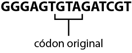Esquema de letras em sequência na horizontal. A sequência inicia da esquerda para direita com: G G G A G T G T A G A T C G T. Há um destaque para a sequência G T A, nomeada códon original.