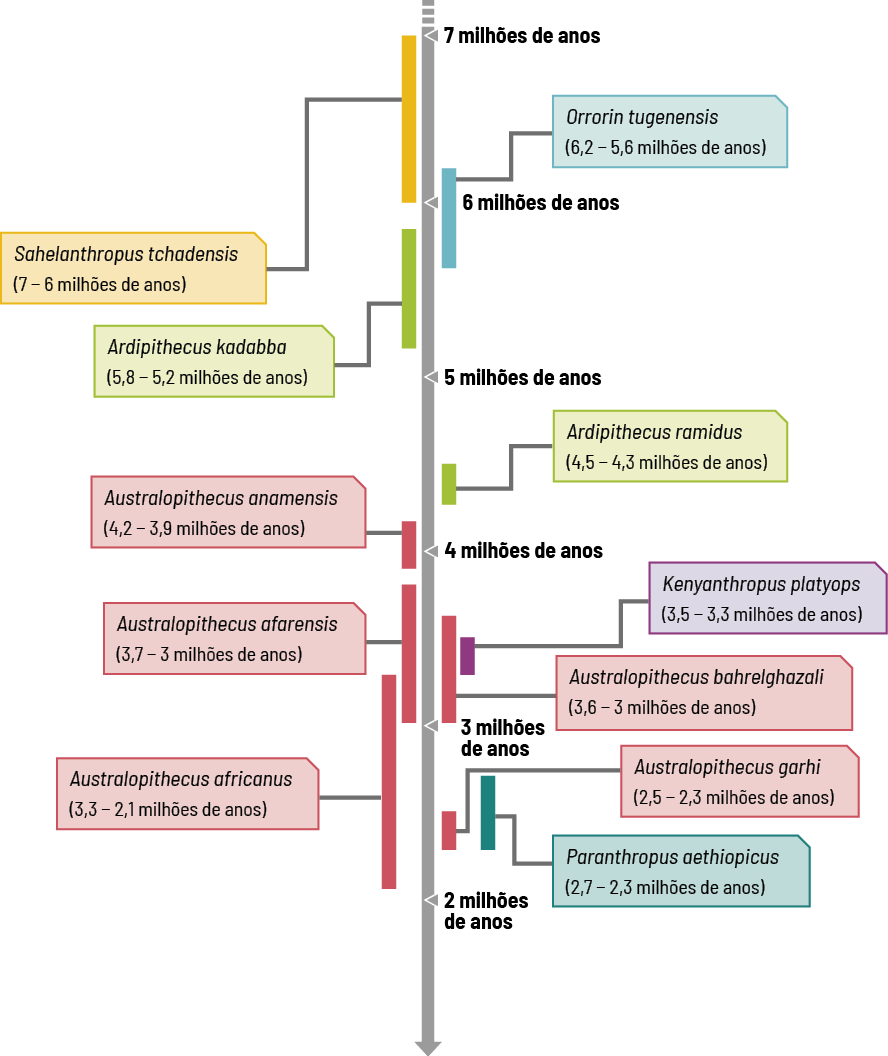 Ilustração de uma linha do tempo em formato de seta na vertical e paralela a ela barras de diferentes cores e tamanhos indicando as espécies de hominíneos e o período de existência, das barras partem quadros informativos para as laterais com os nomes das espécies. Iniciando da parte superior, entre 7 e 6 milhões de anos há uma barra com o indicativo Sahelanthropus tchadensis (7 a 6 milhões de anos), iniciando um pouco antes de 6 milhões de anos e passando por esse período, uma barra referente a Orrorin tugenensis (6,2 a 5,6 milhões de anos). Entre 6 e 5 milhões, uma barra da espécie Ardipithecus kadabba (5,8 a 5,2 milhões de anos); próximo a 4 milhões de anos, uma barra referente a Ardipithecus ramidus (4,5 a 4,3 milhões de anos). Iniciando um pouco antes de 4 milhões de anos e passando por este período, uma barra da espécie Australopithecus anamensis (4,2 a 3,9 milhões de anos); em seguida entre 3 e 4 milhões de anos, uma barra referente a Australopithecus afarensis (3,7 a 3 milhões de anos); na metade entre 4 e 3 milhões, uma barra da espécie Australopithecus bahrelghazali (3,6 a 3 milhões de anos) e uma barra referente a Kenyanthropus platyops (3,5 a 3,3 milhões de anos). Iniciando antes de 3 milhões de anos até 2 milhões de anos, uma barra da espécie Australopithecus africanus (3,3 a 2,1 milhões de anos), na metade entre 3 e 2 milhões, uma barra referente a Australopithecus garhi (2,5 a 2,3 milhões de anos) e uma barra da espécie Paranthropus aethiopicus (2,7 a 2,3 milhões de anos).