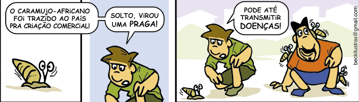 Tirinha com 3 quadrinhos. Q1. Há um caramujo rastejando no chão. Q2. Um rapaz de cabelos castanhos está agachado e diz: O caramujo-africano foi trazido ao país pra criação comercial! Solto, virou uma praga! Q3. O rapaz de cabelos castanhos olha para um caramujo e diz: Pode até transmitir doenças! Ao lado dele está outro rapaz, de cabelos pretos, sentado no chão com 3 caramujos andando por cima dele.