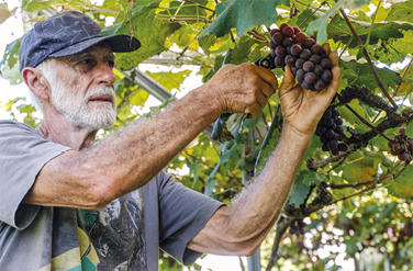 Fotografia de um idoso com boné e camiseta de manga curta, debaixo de um parreiral colhendo cachos de uvas com uma tesoura.