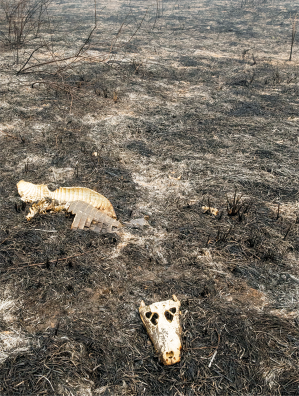 Fotografia de um solo repleto de fuligem preta e galhos secos. Sobre ele há um crânio e parte de um esqueleto de um animal.