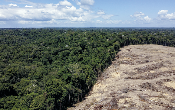 Fotografia de uma floresta densa com árvores altas e copa fechada. E do lado direito, uma parte do solo totalmente descoberta. Ao fundo há um céu azul com nuvens.
