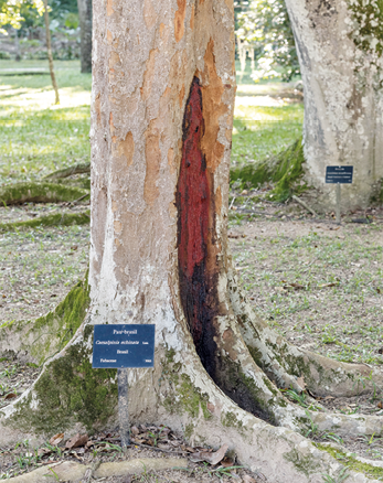 Fotografia da parte inferior do tronco e de algumas raízes aéreas de uma árvore. O lado direito desse tronco está entreaberto evidenciando uma coloração avermelhada. Aos pés da árvore há uma placa de identificação.