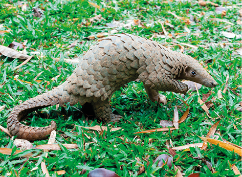 Fotografia de um pangolim-malaio sobre um gramado. Ele é um animal com o corpo estreito, comprido e coberto de escamas grossas e enfileiradas da cabeça à longa cauda.