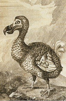 Ilustração de uma ave retratada de perfil, com corpo arredondado e coberto de penas. Sua cauda é curta e emplumada. As asas são pequenas e as patas têm 3 dedos para frente e um para trás com grandes garras. Têm o pescoço curvo com a parte da frente alargada, a cabeça grande e um bico curvo com a parte de cima mais proeminente.