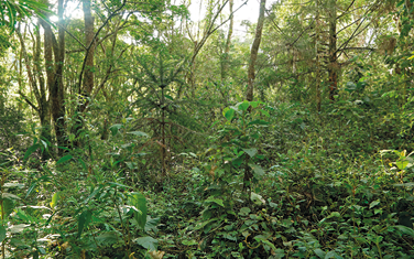 Fotografia de uma área aberta com vegetação repleta de árvores próximas umas das outras.