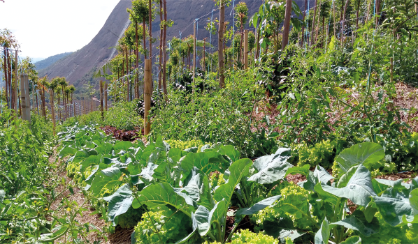 Fotografia de uma plantação com hortaliças em meio a outras tipos de plantas e árvores. Ao fundo há montanhas.