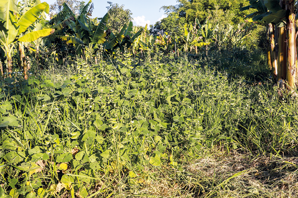 Fotografia de uma plantação composta por diferentes tipos de plantas juntas: vegetações rasteiras, arbustivas e árvores como bananeiras.