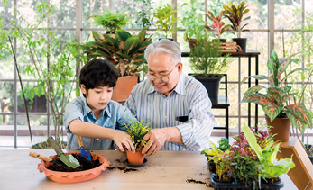Fotografia de um homem idoso ao lado de uma criança, ambos segurando uma planta em um vaso. Eles estão diante de uma bancada, com ferramentas de jardinagem e vasos de plantas e ao fundo, há vários vasos com plantas.