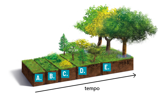 Ilustração de esquema na horizontal em sequência, de um recorte do solo com vegetações na superfície em diferentes tamanhos. Iniciando à esquerda, indicação A: solo com terra e pouca cobertura vegetal rasteira. Indicação B: solo com terra e com cobertura vegetal de gramíneas e vegetação rasteira. Indicação C: solo com terra e com cobertura de gramíneas com arbustos baixos. Indicação D: solo com terra e raízes no seu interior, com cobertura de gramíneas e árvores baixas. Indicação E: solo com terra e raízes no seu interior, com cobertura de gramíneas e árvores altas.