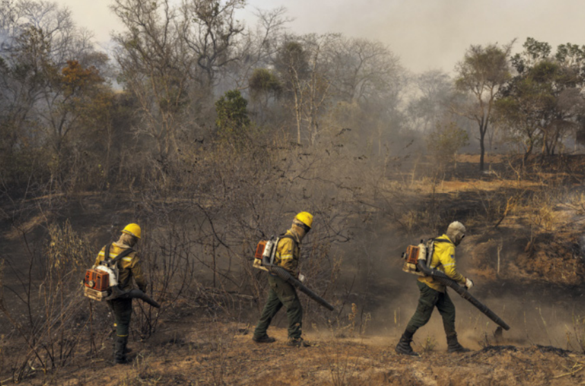 Foto de três bombeiros florestais caminhando em fila sobre uma área queimada, com equipamentos de combate a incêndios acoplados às costas e sopradores nas mãos. Eles usam uniformes de proteção em tons de amarelo e verde, com capacetes e máscaras, avançando por um terreno coberto de cinzas e ainda com sinais de fumaça, cercado por árvores secas e parcialmente queimadas ao fundo.