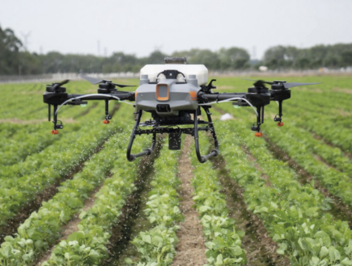 Foto de um drone com múltiplos rotores voando a baixa altitude sobre uma plantação de hortaliças dispostas em fileiras paralelas. O drone está pulverizando líquido sobre as plantas, visível por pequenas gotículas saindo dos bicos pulverizadores. Ao fundo, há uma linha de árvores e estruturas desfocadas, sob um céu nublado.