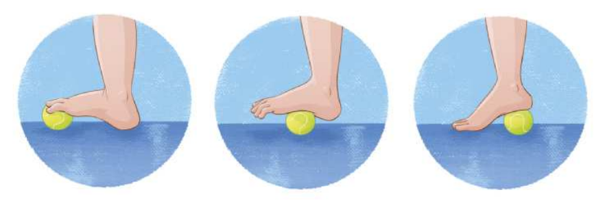 Ilustração de uma pessoa pisando com o pé descalço sobre uma bola de tênis, em três etapas. Na primeira etapa, ela está com o calcanhar apoiado no chão, pisando sobre a bola de tênis com os dedos do pé. Na segunda etapa, a pessoa pisa com a parte central da sola do pé sobre a bola, sem que o pé toque o chão. Na terceira etapa, o pé passa a pisar o chão com os dedos e a parte dianteira da sola, pisando sobre a bola de tênis com o calcanhar.