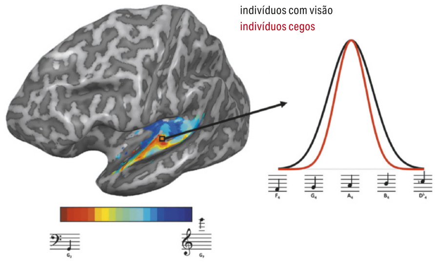 Infográfico com representação de um cérebro humano, com cores destacando a região do córtex auditivo, divididas entre áreas mais responsivas a frequências mais graves; e regiões mais responsivas a frequências mais agudas. A região referente às frequências mais graves é diminuta em relação às regiões das frequências agudas e ocupa uma região central do córtex auditivo. Sob a representação do cérebro há uma escala de cores variando entre cores quentes, mais próximas ao vermelho, à esquerda; e cores frias, mais próximas ao azul, à direita. Uma pauta de notação musical indica uma nota grave sob o lado esquerdo da escala de cores, e sob o lado direito da escala há uma pauta indicando uma nota aguda. A partir do ponto central do córtex, onde estão as cores quentes, uma seta indica um gráfico à esquerda, com duas curvas no eixo vertical correspondentes a uma escala de notas musicais ascendentes no eixo horizontal: uma das curvas é referente à sintonia auditiva dos indivíduos com visão; e a outra curva é referente à sintonia auditiva dos indivíduos cegos. O gráfico mostra que a curva dos indivíduos cegos tem o formato mais estreito que a dos indivíduos com visão.