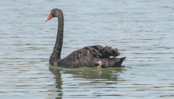 Imagem de cisne.