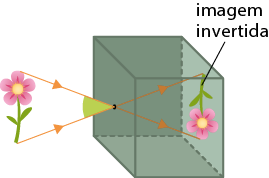 Ilustração de uma caixa retangular com um pequeno buraco, e uma flor externa a ela, a uma certa distância. Dentro da caixa está a imagem da mesma flor, vista de ponta cabeça, na face oposta ao buraco, indicada como imagem invertida. Há uma linha reta com uma seta sai de uma pétala, na extremidade superior da flor externa, cruza o buraco da caixa e chega até a pétala da extremidade inferior da imagem da flor. Outra linha reta com uma seta sai da extremidade inferior da flor externa, cruza o buraco da caixa e chega até a extremidade superior da imagem da flor.