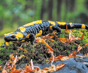 Fotografia de uma salamandra andando sobre musgos e folhas secas. Ela tem o corpo escuro com manchas em amarelo. Ao fundo há vegetação.