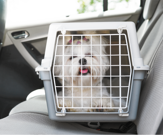 Fotografia de uma caixa de transporte de animal diante do banco de um carro. Dentro da caixa há um cachorro branco com pelo volumoso.
