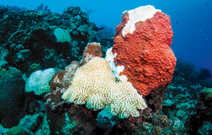 Fotografia do fundo do mar com alguns corais. Enquanto um coral está inteiramente branco, o outro é vermelho com apenas uma parte superior branca.