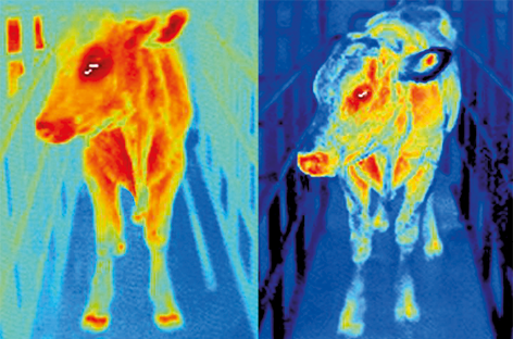 Fotografia com câmera infravermelha de duas vacas. A vaca da esquerda possui o corpo todo com tons de laranja e amarelo, enquanto a vaca da direita possui pequenas partes do corpo em tons de laranja e o restante é azul.