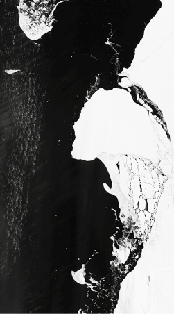 Fotografia em preto e branco de uma geleira no lado direito com pedaços de gelo se desprendendo e caindo no mar.