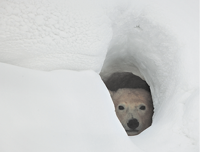 Fotografia do rosto de um urso polar no fundo de uma toca feita no gelo.