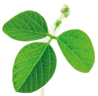 Fotografia de parte de uma planta com três folhas verdes com formato arredondado.