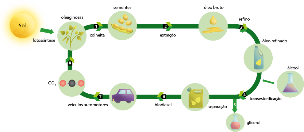 Esquema com setas numeradas e ilustrações. Do lado esquerdo, há um sol e dele sai uma seta indicada por fotossíntese, até uma planta verde denominada oleaginosas. Há uma seta, com a etapa 1 indicando colheita, apontando para sementes, de onde sai uma seta 2 indicando extração apontando para óleo bruto. Dele sai uma seta 3 indicando refino e aponta para óleo refinado, da qual sai uma seta 4 indicando transesterificação. Também está indicado que nessa etapa há inclusão de álcool. A seta 4 aponta para uma seta 5 com glicerol, e a seta 4 também está ligada a separação com a ilustração de galão com duas gotas. Da separação sai uma seta 6 indicada por biodiesel que aponta para um carro, de onde sai uma seta 7 indicada por veículos automotores e vai até uma molécula indicada por C O 2. Dela sai uma seta 8 que volta para a planta oleaginosa.