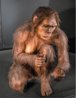Fotografia de uma escultura representando uma das primeiras espécies de hominíneos. Ela se assemelha a um gorila, tem pelos por todo o corpo e está segurando uma pedra na mão.