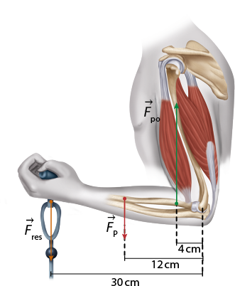 Ilustração de um braço flexionado levantando na mão, com a palma para cima, uma barra ligada a uma corda. Os músculos e ossos internos estão demarcados. Com o antebraço na horizontal há um grande vetor F índice po verticalmente para cima, com 4 centímetros de distância do cotovelo. Há um vetor pequeno F p verticalmente para baixo, a uma distância de 12 centímetros do cotovelo e há um vetor médio F índice res verticalmente para baixo, na mão, a 30 centímetros do cotovelo.