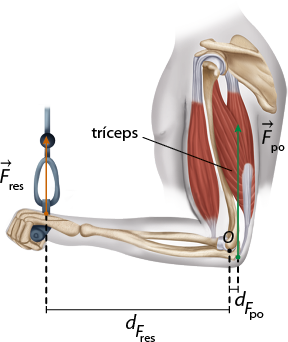 Ilustração de um braço flexionado levantando na mão, com a palma para cima, uma barra ligada a uma corda. Os músculos e ossos internos estão demarcados. Com o antebraço na horizontal há o grande vetor F índice po indicado por tríceps e verticalmente para cima, a uma distância d índice F índice po, do cotovelo indicado por ponto O. E há um vetor F índice res verticalmente para cima, na mão, a uma distância d índice F índice res do cotovelo.