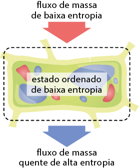 Esquema. No centro há uma célula vegetal em formato retangular com várias organelas dentro. Acima da célula há uma seta vertical apontada para baixo, indicando o fluxo de massa de baixa entropia. Na célula está indicado: estado ordenado de baixa entropia. Abaixo da célula há uma seta vertical apontada para baixo, indicado por: fluxo de massa quente de alta entropia.