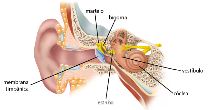 Ilustração representando os órgãos internos da região do ouvido. Da orelha há um canal até a membrana timpânica, atrás da membrana há três pequenos ossos denominados martelo, bigorna e estribo. Conectado ao estribo há uma região chamada vestíbulo que se une a uma região espiral chamada cóclea.