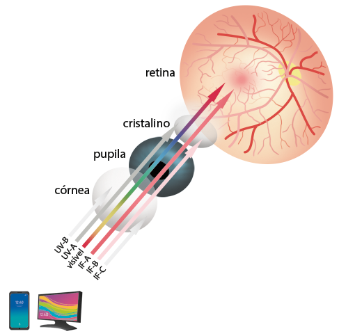 Ilustração de um esquema com 4 figuras ovais, uma mais à frente da outra. A forma oval de trás é rosa claro, denominada retina e nela há várias veias; na frente da retina há uma forma oval menor e um pouco transparente, denominada cristalino; na frente do cristalino há uma forma oval azul com um círculo preto no meio, denominada pupila; na frente da pupila há uma forma oval transparente, quase do mesmo tamanho da pupila, denominada córnea. Em frente da córnea há um celular e uma tela, com algumas setas indo deles e passando pelas formas ovais. As setas que representam U V B e I F C chegam apenas até a córnea, enquanto as setas que representam U V A e I F B vão até o cristalino e as setas que representam visível e I F A chegam até a retina.