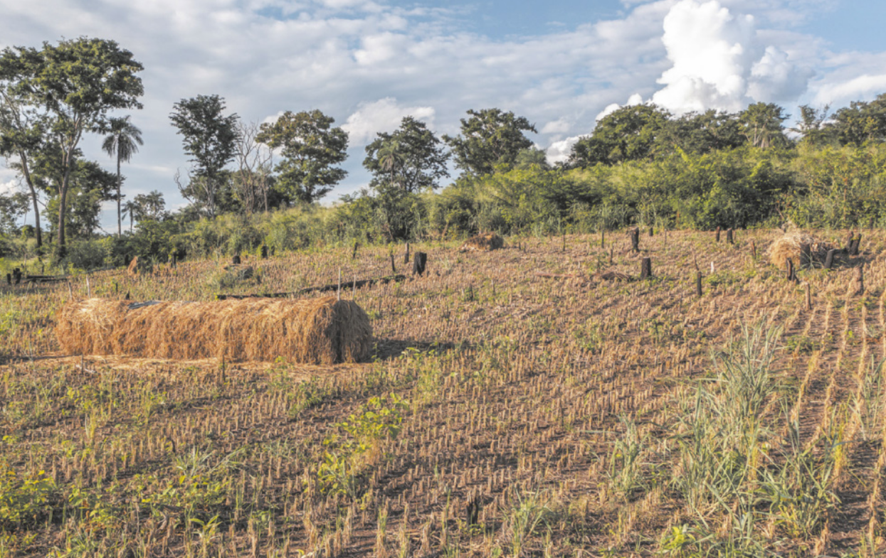 Imagem de plantação. As mudas de arroz estão posicionadas lado a lado.