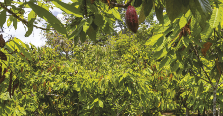 Foto de fruto de cacau em um galho do cacaueiro.