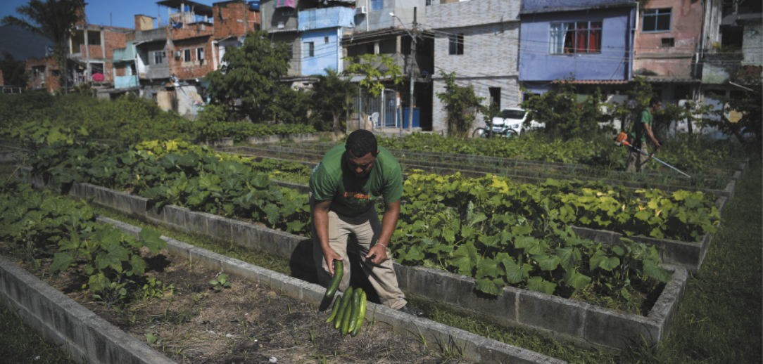 Foto de homem fazendo colheita em uma horta.