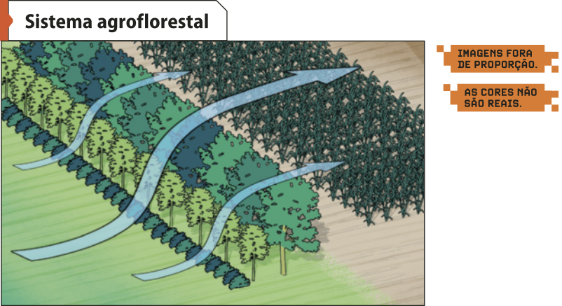 Esquema 'Sistema agrofloresta', destacam-se faixas de mata nativa. Essa mata diminui a ação direta do vento sobre as plantações.