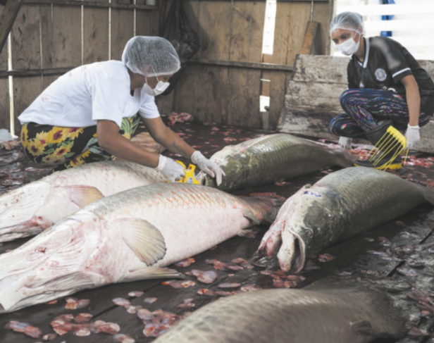 Foto de duas mulheres usando aparelhos para analisar grandes peixes, que estão em um galpão.
